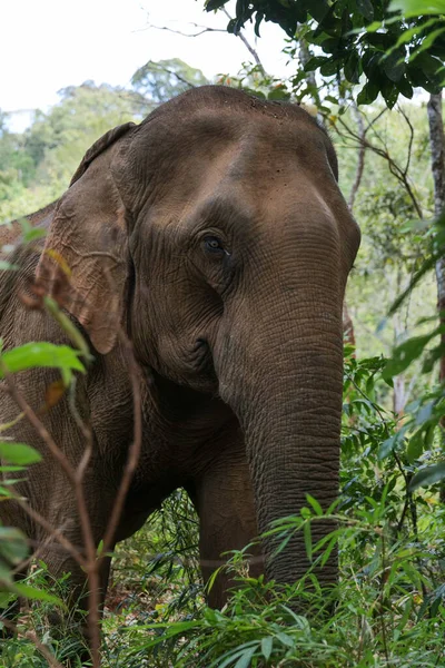 Elephant in an animal sanctuary in Cambodia