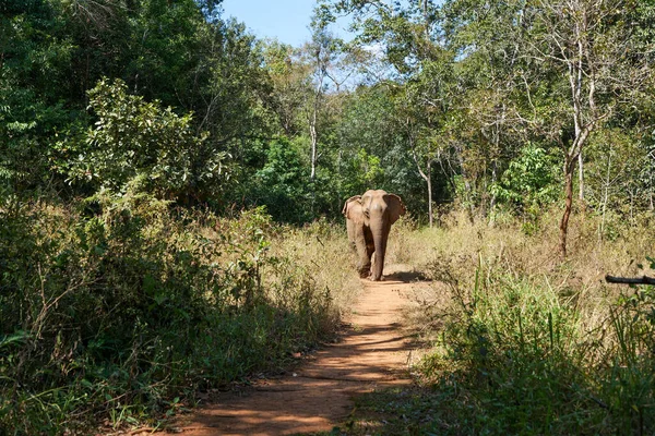 Elephant in an animal sanctuary in Cambodia