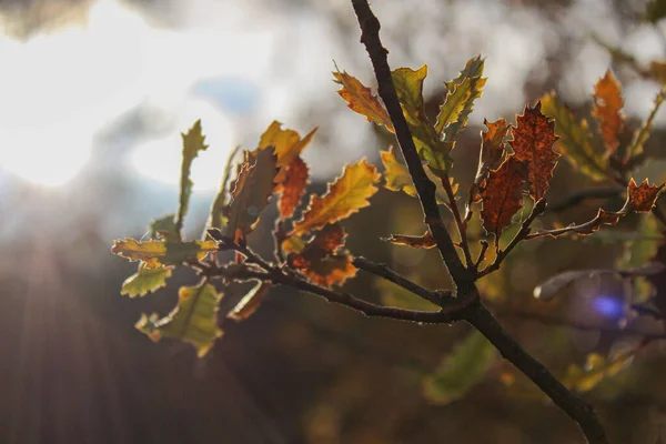 Tree branch with sunlight in the background