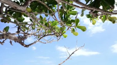 Tropicana 'da açık gökyüzünün altında güzel beyaz bir sahil.