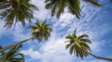 Tropicana 'da açık gökyüzü ve palmiye ağacının altında