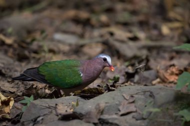 Bulanık arkaplanı olan kuşun portresini kapat