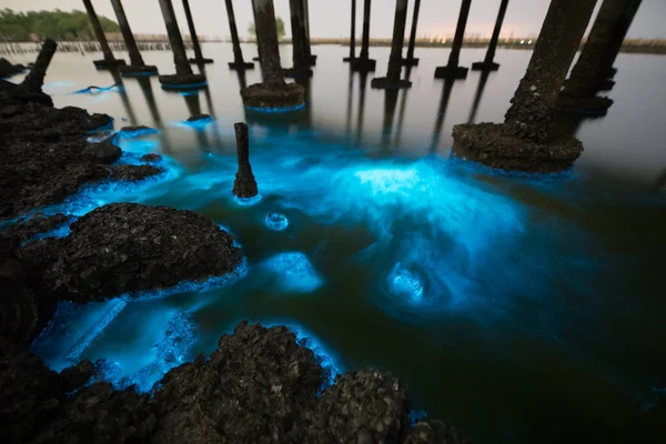 Illuminazione Della Fioritura Del Plancton Durante Notte — Foto Stock