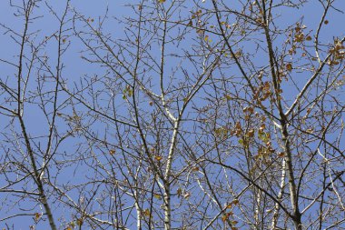Bir ağacın dalları gökyüzüne karşı