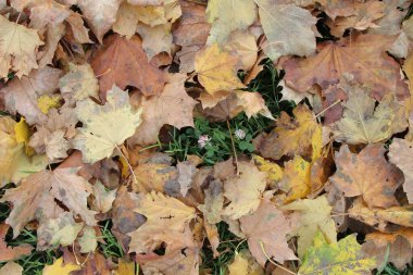 Sonbahar yaprakları yerde.