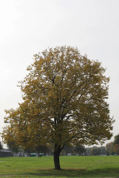 Nahaufnahme Des Baumes Herbst — Stockfoto