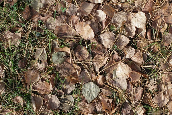 Закрыть Листья — стоковое фото