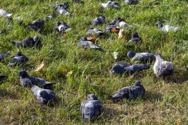 Çimlerde güvercinler