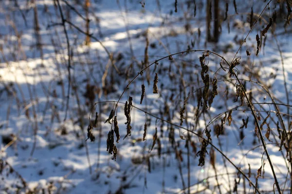 Grama Seca Neve — Fotografia de Stock