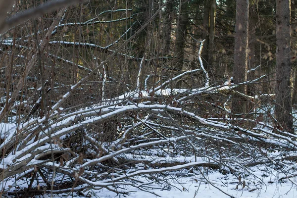 Arbres Tombés Dans Forêt Hiver — Photo