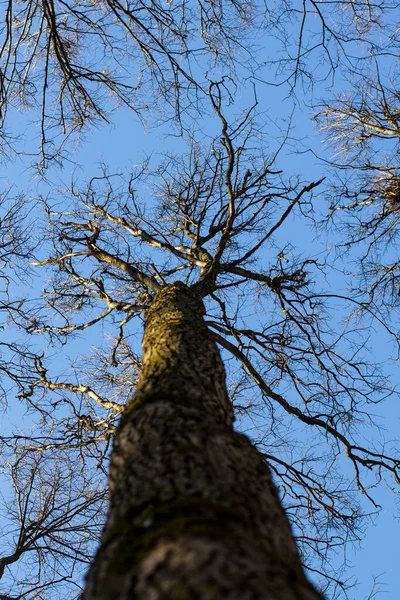 Großer Baum Himmel — Stockfoto