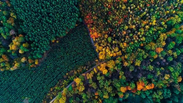 Vacker Utsikt Över Naturen Ukraina Fågelperspektiv — Stockfoto