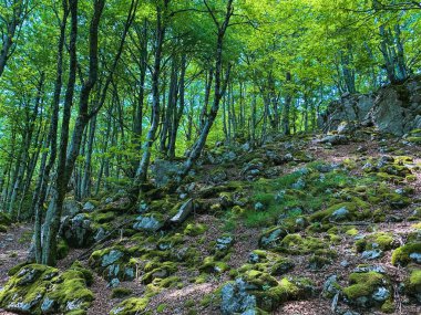 Sabahları ağaçlar yosunla kaplanır yamaçta