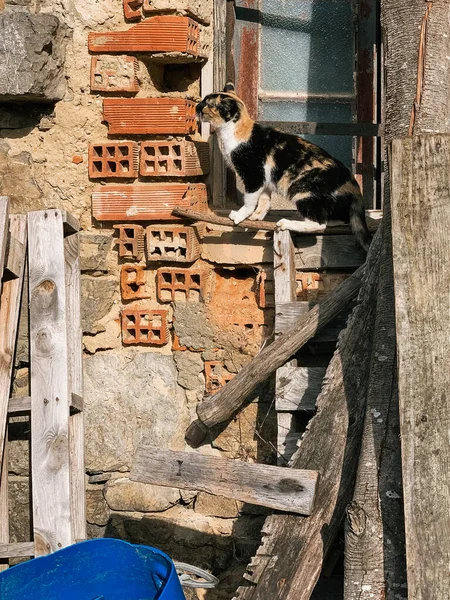 Бездомная Кошка Окне Строящегося Старого Дома — стоковое фото