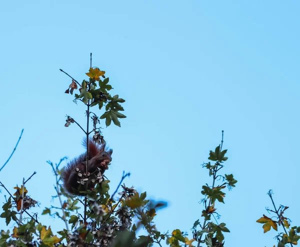 Bir Sincap Ağacın Tepesinde Yemek Yiyor — Stok fotoğraf