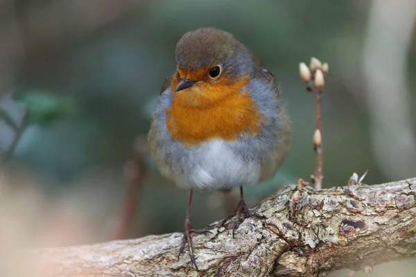 Pechuga Roja Pie Una Rama Árbol Bosque —  Fotos de Stock