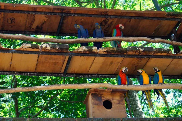 Araras Coloridas Exóticas Parque Das Aves Brasil — Fotografia de Stock