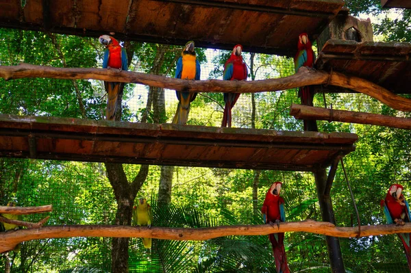 Aras Exotiques Colorés Parque Das Aves Brésil — Photo