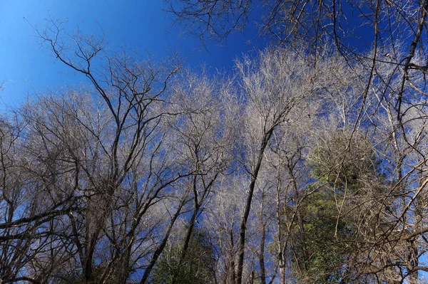 Zimowe Suche Szare Drzewa Zdjęcie Zrobione Poziomu Ziemi Spoglądając Górę — Zdjęcie stockowe