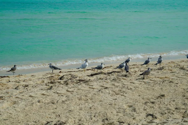 Small Group Seagulls Resting Tropical Cuban Beach Sea Taken Clouded — Stock Photo, Image