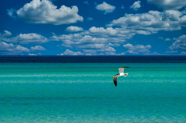 Krajobraz Plaży Varadero Kuba Przyjęta Słoneczny Ciepły Poranek Biała Mewa — Zdjęcie stockowe