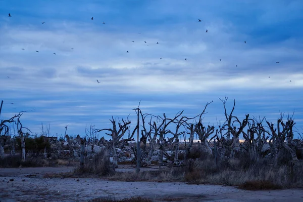 Krajobraz Miasta Duchów Epecuen Jesienny Pochmurny Dzień Kilka Ptaków Przelatujących — Zdjęcie stockowe