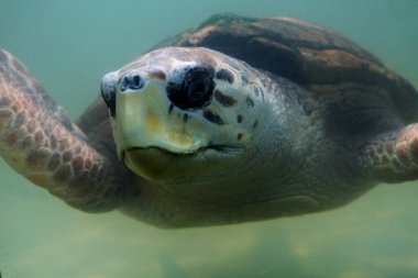   Caretta 'nın yakın görüntüsü veya deniz kaplumbağası.      