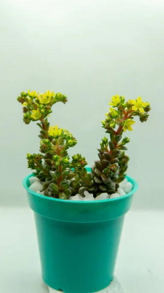 Kleine Bunte Sukkulente Einem Kleinen Cyantopf Drinnen Auf Einem Tisch — Stockfoto