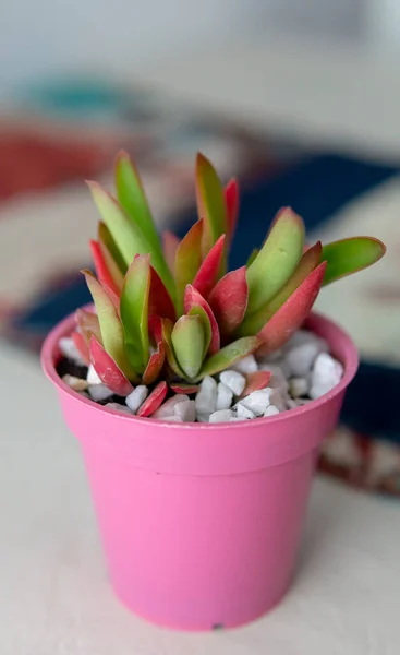 Close view ofsmall colorful succulent plant in a small pink pot. Placed indoor on top of a table.