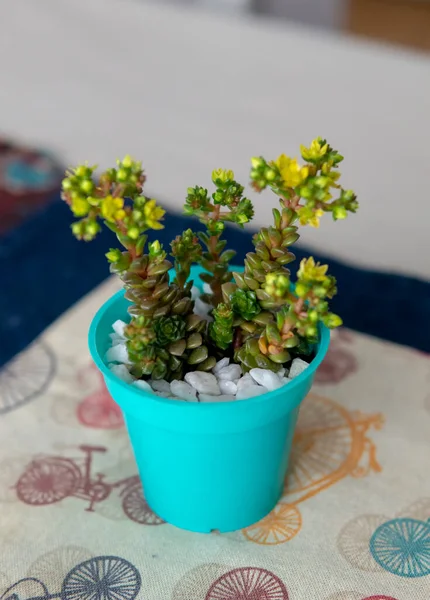 Pequena Planta Suculenta Colorida Pequeno Pote Ciano Colocado Dentro Casa — Fotografia de Stock