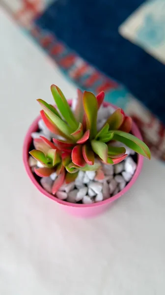 Vista Próxima Depequena Planta Suculenta Colorida Pequeno Pote Rosa Colocado — Fotografia de Stock