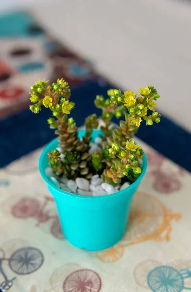 Small Colorful Succulent Plant Small Cyan Pot Placed Indoors Top — Stock Photo, Image