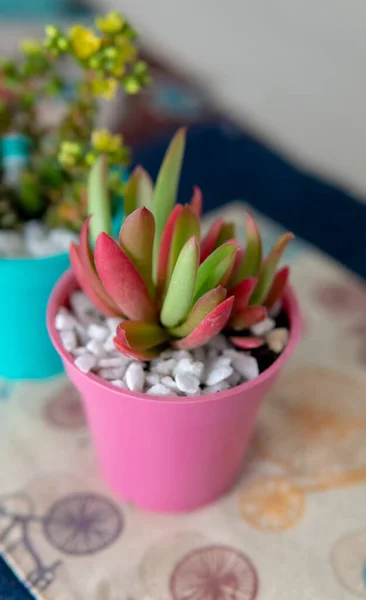 Vista Perto Par Plantas Suculentas Coloridas Pequenas Seus Vasos Colocado — Fotografia de Stock