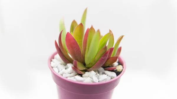 Small Colorful Succulent Plant Small Pink Pot Bright White Backrground — Stock Photo, Image