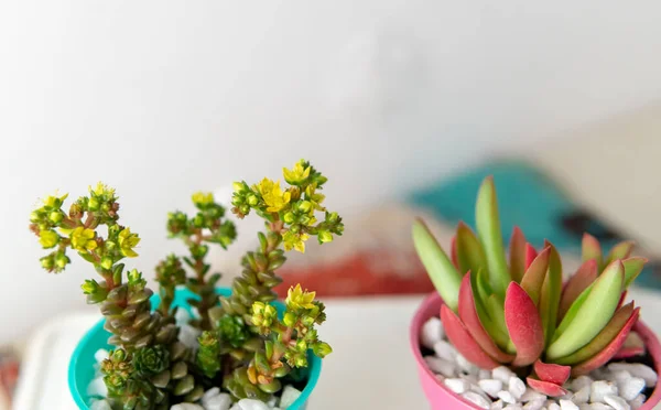 Vista Perto Par Plantas Suculentas Coloridas Pequenas Seus Vasos Colocado — Fotografia de Stock