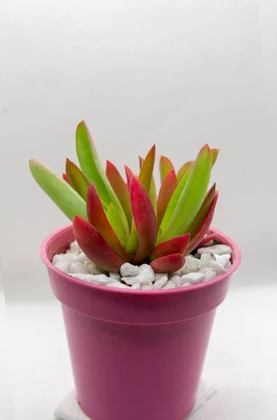 Pequena Planta Suculenta Colorida Pequeno Pote Rosa Fundo Branco Brilhante — Fotografia de Stock