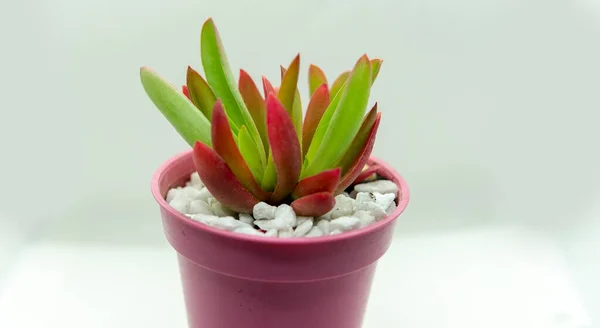 Pequena Planta Suculenta Colorida Pequeno Pote Rosa Fundo Branco Brilhante — Fotografia de Stock