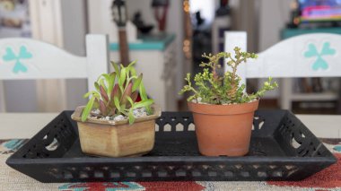 Çiçek saksılarındaki birkaç küçük süs bitkisinin yakın görüntüsü. Kapalı bir yerde, ahşap bir masanın üstünde, güneş ışığı altında..