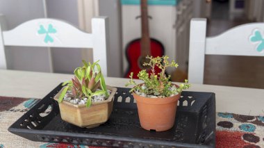 Çiçek saksılarındaki birkaç küçük süs bitkisinin yakın görüntüsü. Kapalı bir yerde, ahşap bir masanın üstünde, güneş ışığı altında..