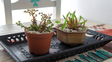 Çiçek saksılarındaki birkaç küçük süs bitkisinin yakın görüntüsü. Kapalı bir yerde, ahşap bir masanın üstünde, güneş ışığı altında..