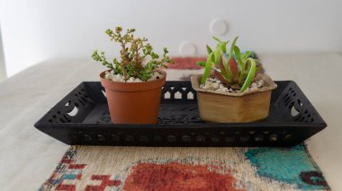 Çiçek saksılarındaki birkaç küçük süs bitkisinin yakın görüntüsü. Kapalı bir yerde, ahşap bir masanın üstünde, güneş ışığı altında..