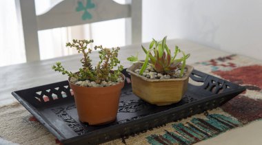 Çiçek saksılarındaki birkaç küçük süs bitkisinin yakın görüntüsü. Kapalı bir yerde, ahşap bir masanın üstünde, güneş ışığı altında..