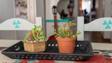 Çiçek saksılarındaki birkaç küçük süs bitkisinin yakın görüntüsü. Kapalı bir yerde, ahşap bir masanın üstünde, güneş ışığı altında..