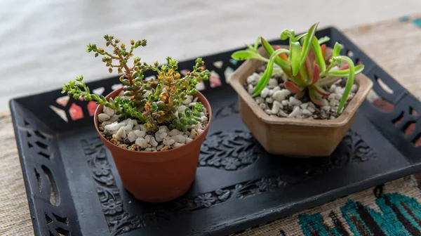 Vue Rapprochée Couple Petites Plantes Succulentes Décoratives Dans Des Pots — Photo