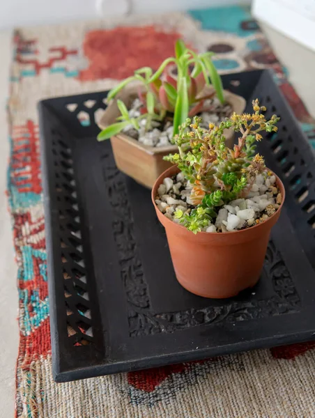 Vista Próxima Par Pequena Planta Suculenta Decorativa Vasos Flores Localizado — Fotografia de Stock