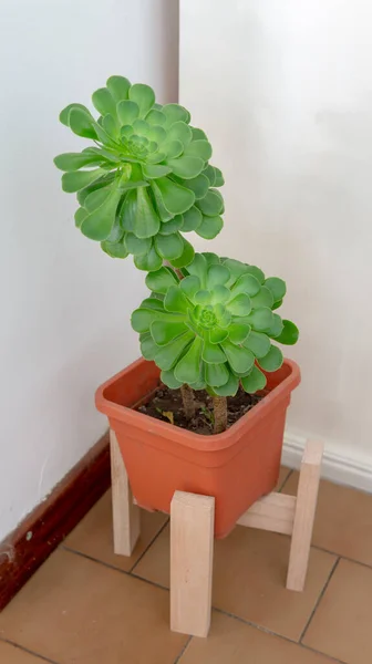 Vue Rapprochée Une Grande Plante Succulente Décorative Dans Pot Fleurs — Photo