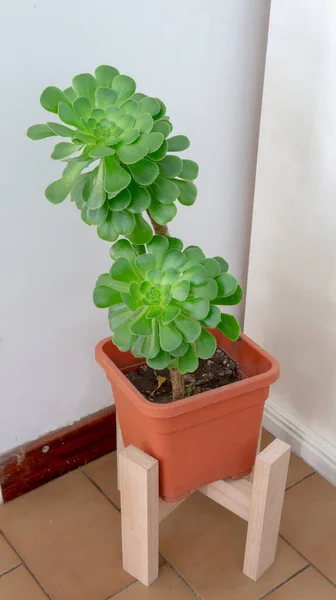 Vista Cercana Una Gran Planta Suculenta Decorativa Una Maceta Ubicado — Foto de Stock