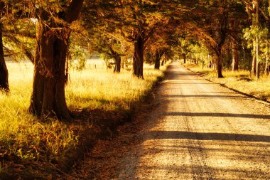  Tandil, Buenos Aires, Arjantin 'de yaz aylarında bir kırsal toz yolu