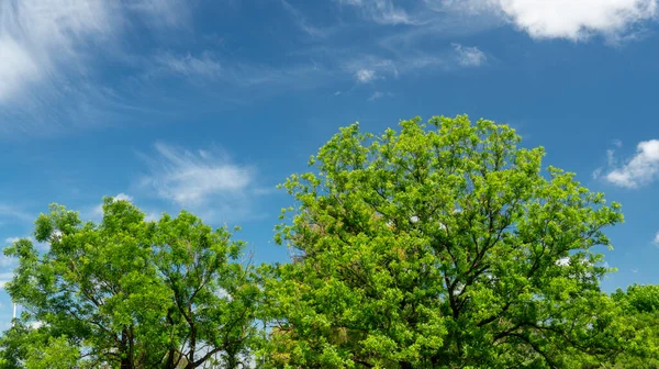 Birkaç Yeşil Ağacın Arkamızda Mavi Bir Gökyüzünün Güzel Yaz Arkaplanı — Stok fotoğraf