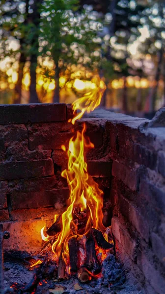 Close View Bonfire Forest Sunset — Stock Photo, Image